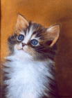 Reproduction intitule "Chaton" - (Pastel), de Suzanne DENEFFE (Belgique) Mdaille d'or internationale au 31e Salon 2001 (Gembloux).